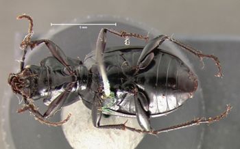 Media type: image;   Entomology 5647 Aspect: habitus ventral view